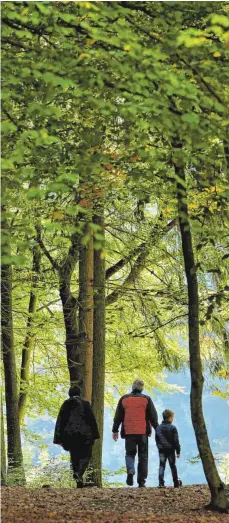  ?? FOTO: DPA/JAN WOITAS ?? Ohne die Zersetzung­sarbeit der Pilze würden sich Laub und Nadeln auf dem Waldboden von Jahr zu Jahr höher auftürmen.