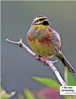  ?? Andy Hay/RSPB ?? > The rare cirl bunting