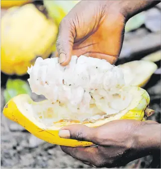  ?? Picture: REUTERS/THIERRY GOUEGNON ?? A farmer opens a cocoa pod at a cocoa farm in Bobia, Gagnoa, Ivory Coast.