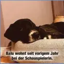  ?? ?? Balu wohnt seit vorigem Jahr bei der Schauspiel­erin.