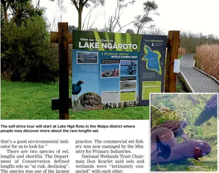  ??  ?? The self-drive tour will start at Lake Nga¯ Roto in the Waipa district where people may discover more about the rare longfin eel.