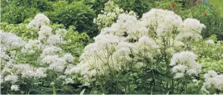  ?? PHOTO: LINDA ROBERTSON ?? Thalictrum dipterocar­pum ‘Alba’ at Dunedin Botanic Garden.