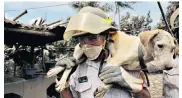  ??  ?? A firefighte­r rescues a canine survivor of the El Fuego volcano in the community of San Miguel los Lotes in Escuintla