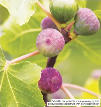  ??  ?? ‘Violette Dauphine’ is a fast-growing fig that produces large violet fruits with a sweet pink flesh