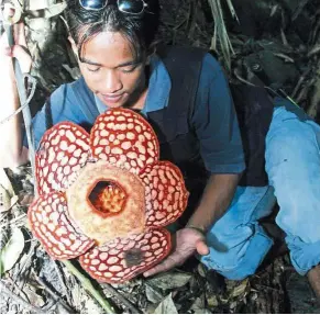  ?? — Filepic ?? File photo of a jungle guide admiring the world’s largest flower (the Rafflesia) in the forest of the Belum Valley.