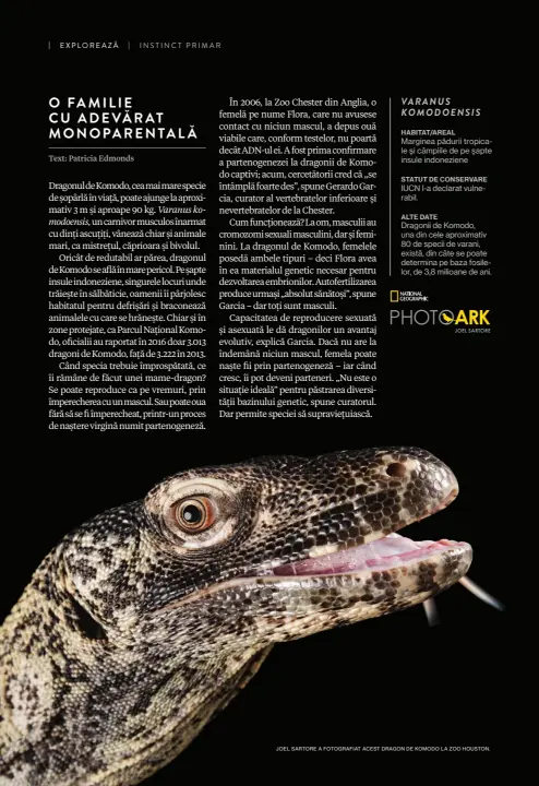  ?? JOEL SARTORE A FOTOGRAFIA­T ACEST DRAGON DE KOMODO LA ZOO HOUSTON. ?? VARANUS KOMODOENSI­S
HABITAT/AREAL
Marginea pădurii tropicale și câmpiile de pe șapte insule indonezien­e
STATUT DE CONSERVARE
IUCN l-a declarat vulnerabil.
ALTE DATE
Dragonii de Komodo, una din cele aproximati­v 80 de specii de varani, există, din...