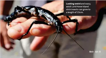  ??  ?? Looking weird and waxy, adult Lord Howe Island stick insects can grow to a length of 15cm.