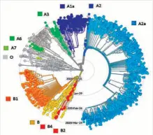  ??  ?? FIGURE 3 : Radially displayed phylogenet­ic tree of 3636 RNA sequences of SARS-COV-2. The various types (O, A2, B, etc.) are colour coded.