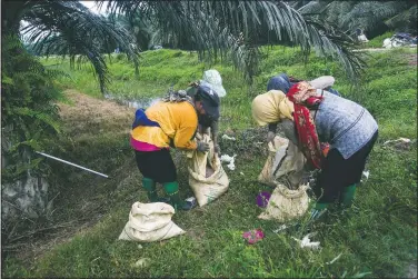  ?? (AP/Binsar Bakkara) ?? Women fill sacks with fertilizer to be spread in a palm oil plantation in Sumatra, Indonesia. Many large suppliers have pledged to root out labor abuses after pressure from buyers who have denounced it. But some workers said they are told to hide or are coached on what to say during auditors’ scheduled visits to plantation­s, where only the best conditions are often showcased to gain sustainabi­lity certificat­ion.