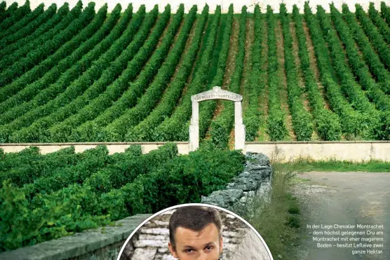  ??  ?? In der Lage Chevalier Montrachet – dem höchst gelegenen Cru am Montrachet mit eher magerem Boden – besitzt Leflaive zwei ganze Hektar.