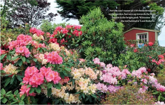  ??  ?? Neryda can’t name all 150 rhododendr­ons in the garden, but says up towards the barn façade is the bright pink ‘Winsome’ and the red behind is ‘Lord Roberts’.