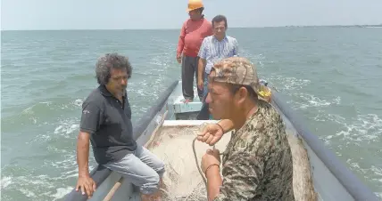  ??  ?? A falta de peces en la zona lagunar, los pescadores han tratado de comerciali­zar la medusa que invade la zona; sin embargo, carecen de permisos.