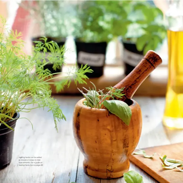  ??  ?? Healing herbs can be added to recipes or brews to help ease ailments. For a guide on healing herbs turn to page 86.