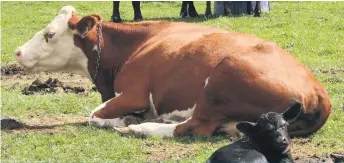  ??  ?? Malgré la tendance lourde de diminution des achats de viande, Sylvain Charlebois croit en l’avenir de l’industrie bovine.