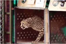  ?? — AFP photo ?? A wild cheetah being released at Kuno National Park in Madhya Pradesh state.