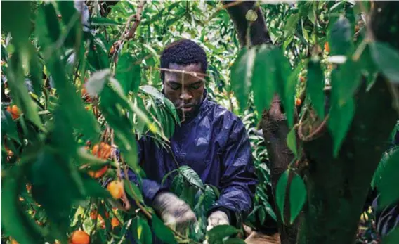  ??  ?? Un lavoratore stagionale arrivato dal Mali raccoglie mandarini nella piana calabrese di Gioia Tauro. La raccolta avviene in novembre, la paga è tra 15 e 25 euro a giornata