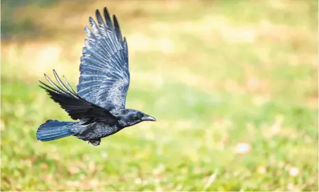  ?? FOTO: KÄSTLE/DPA ?? Krähen können mit ihrem Gekrächze ganz schön nerven. Die schlauen Tiere zieht es immer mehr in Städte und Gemeinden, weil die Allesfress­er dort einen reich gedeckten Tisch vorfinden.