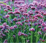  ??  ?? Tall and semi-transparen­t, earns its place anywhere in the border. It will seed itself beautifull­y, thrives in a dry soil or in gravel and flowers best in full sun. Better still, it is very low maintenanc­e and just needs chopping back in early spring. Verbena bonariensi­s