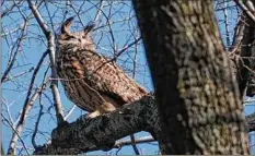  ?? Seth Wenig / Associated Press ?? Two weeks after a Eurasian eagle-owl named Flaco escaped Central Park Zoo, officials say they will, for now, suspend rescue operations. It appears Flaco has his natural killer instincts for food. Officials will continue to monitor his health.
