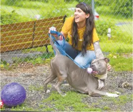  ?? HARRY FISHER/MORNING CALL FILE PHOTO ?? Kelly Williams visits with King at the Center for Animal Health &amp; Welfare in Williams Township, which cares for stray and unwanted Lehigh Valley animals.