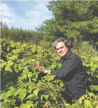  ?? SOPHIE SURANITI ?? Yvan Perreault, propriétai­re du Jardin des noix situé à Saint-Ambroise-de-Kildare dans Lanaudière