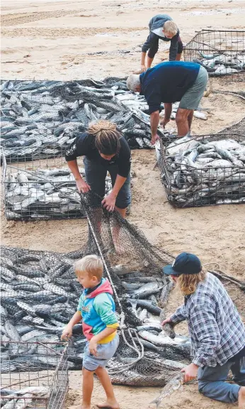  ?? Picture: PETER LORIMER ?? The annual mullet run along the east coast takes all the skill out of fishing. .