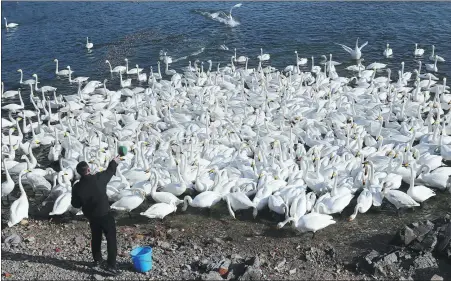  ??  ?? A staff member feeds the swans.