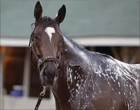  ?? GARRY JONES, THE ASSOCIATED PRESS ?? Preakness Stakes hopeful Lookin At Lee gets a bath recently. The horse placed second at the Kentucky Derby, but really has garnered little attention.