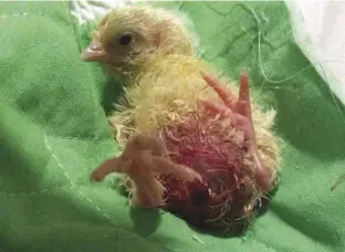  ?? This newborn chick has a bleeding belly button; a poorly healed navel can be a sign that conditions inside the incubator weren’t ideal. ??