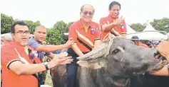  ??  ?? Uggah (second right) and Dr Abdul Rahman (right) riding buffaloes. On the ground at left is Hasbi.