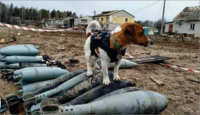  ?? ?? TAKE A BOW-WOW: Two-year-old Patron stands on captured Russian ordnance. The Jack Russell has become a star of Ukraine’s army bomb disposal team, seeking out landmines and shells