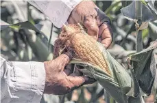  ?? ?? Los países latinoamer­icanos tienen vastas regiones dedicadas al agro.
Esperan que la agricultur­a de la región cuente con más y mejores herramient­as en procura de la facilitaci­ón del comercio alimentari­o y la generación y adopción de normas modernas y basadas en ciencia.