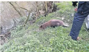  ?? FOTO: FEUERWEHR HÜCKELHOVE­N ?? Dieser Biber sorgte für große Aufregung.