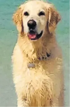  ??  ?? PET DANGER: Golden retriever Ollie who died and some of the meat-like substances left