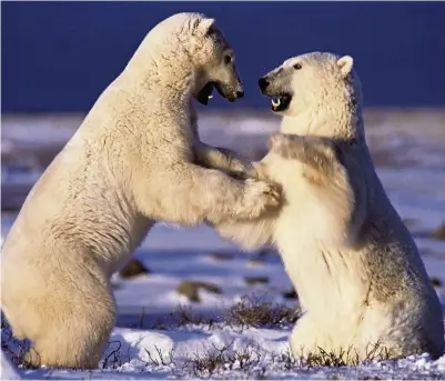  ??  ?? Wild scene Doug has captured amazing scenes like these two young polar bears battling in Canada