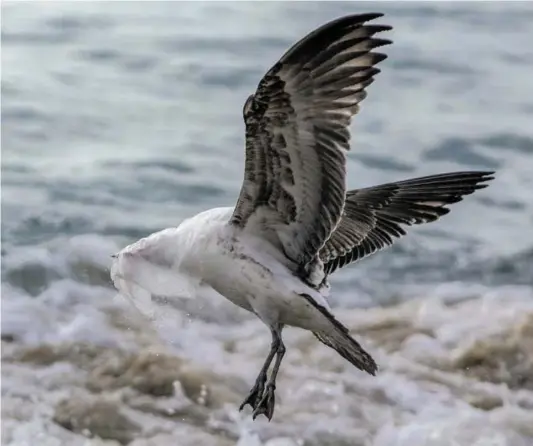  ?? BILD: SN/APA/AFP/C. REYES ?? Eine Möwe kämpft mit einem Plastiksac­kerl, das sich über ihren Kopf gestülpt hat. Fotografie­rt im Touristeno­rt Valparaíso in Chile.