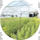  ??  ?? About 4214sq m of covered greenhouse­s sit on 2ha of flat land.
