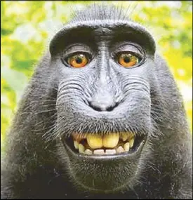  ??  ?? An Indonesian crested macaque monkey nicknamed Naruto takes a selfie in Sulawesi in 2011.