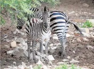  ?? ?? Una de las cebras de La Pequeña África, con su cría