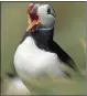  ??  ?? POPULAR: Puffins are fun. Picture: Laurie Campbell