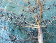  ??  ?? Nodules on the roots of legumes such as this bush bean indicate the presence of nitrogen-forming bacteria.