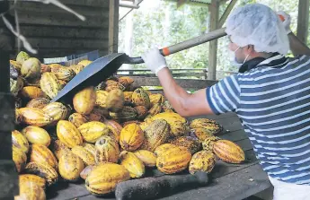  ??  ?? SECTOR. Las producción de cacao va en auge, pero también enfrenta limitantes naturales.