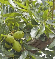  ?? PONCE ?? Las lluvias cambiaron el panorama en 180 grados para cultivador­es del nogal./SAÚL