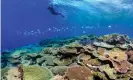  ?? Photograph: Tane Sinclair-Taylor/AFP/Getty Images ?? A researcher on the Great Barrier Reef. Experts say funding cuts under the jobready graduate package mean future students will actually be less prepared for jobs.