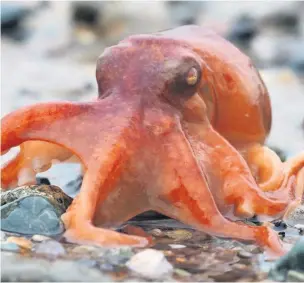  ?? Pic: Bethan Vaughan Davies ?? ● The octopus found on Nefyn beach