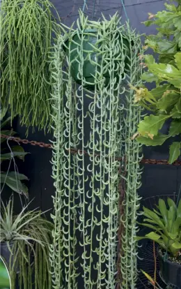  ??  ?? e leaves of Senecio radicans resemble bananas; string of nickels needs a humid environmen­t; the beautiful dangly owers of an orchid cactus; Columnea microphyll­a produces a mass of trailing stems and nectar- lled orange owers; the unusual dolphin-shaped leaves of Senecio peregrinus. CLOCKWISE FROM ABOVE