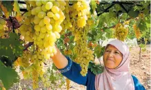  ?? HAZEM BADER / AFP ?? •
En Halhoul, cerca de Hebrón, una mujer palestina cosecha uvas, igual que hace miles de años.