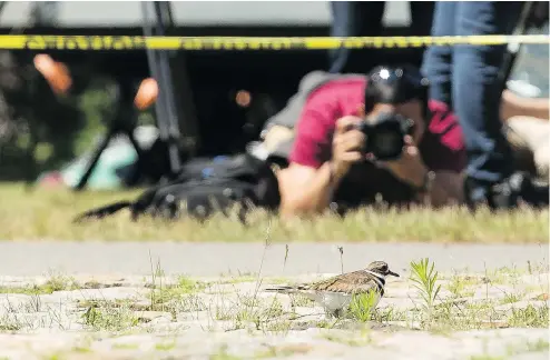  ?? ERROL MCGIHON / POSTMEDIA NEWS ?? A killdeer has laid eggs in a nest on the grounds of the Canadian War Museum where staging has begun for this year’s Bluesfest. The bird nests on the ground in May or June and incubates its eggs for four to six weeks.