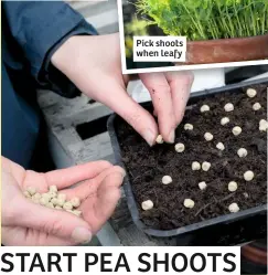  ??  ?? Pick shoots when leafy