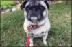  ?? SOLVEJ SCHOU VIA ASSOCIATED PRESS ?? This May 17, 2017 photo shows 6-year-old pug Lola, owned by the daughter of Altadena, Calif., couple Cynthia Rodriguez, 64, and Geraldo Rodriguez, 66, and was taken in Pasadena, Calif.